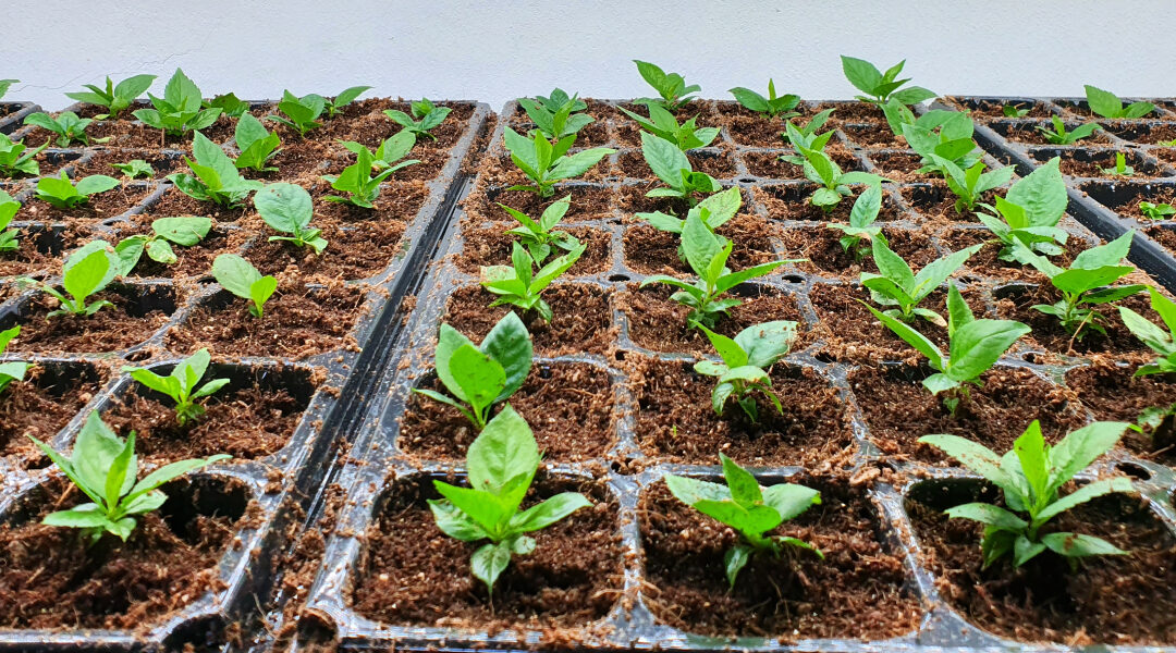Hydroponic Growing with Coco Coir