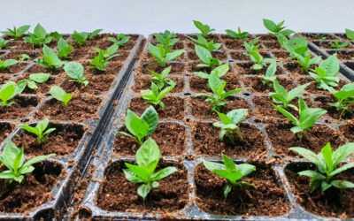 Hydroponic Growing with Coco Coir